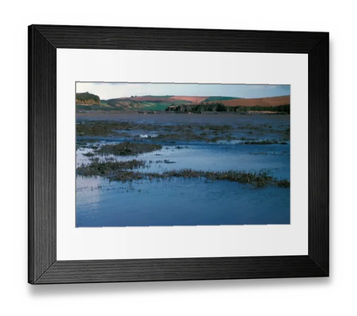 Framed Print : The peacock worm (Sabella pavonina) is a marine polychaete worm belonging to the family Sabellidae Framed Print : The peacock worm (Sabella pavonina) is a marine polychaete worm belonging to the family Sabellidae