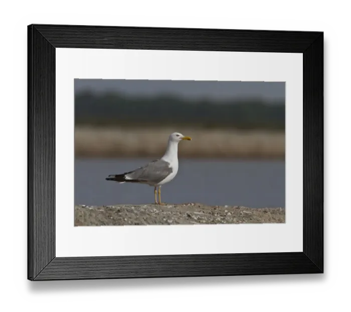 Framed Print : Yellow legged Gull - Coto Donana, Spain Framed Print : Yellow legged Gull - Coto Donana, Spain