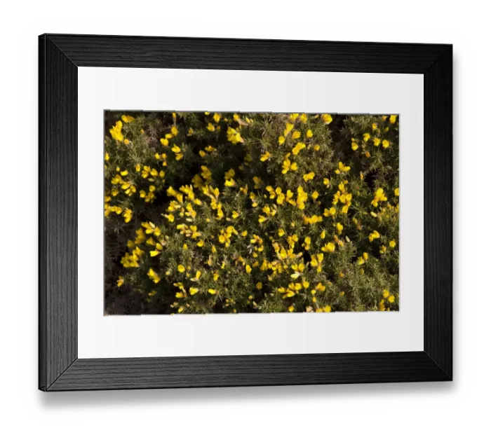 Framed Print : Gorse in flower Framed Print : Gorse in flower