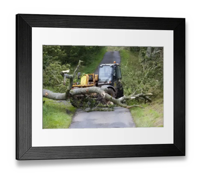 Framed Print : Mature tree fallen across road during storm being moved by farmer with loader, England, september Framed Print : Mature tree fallen across road during storm being moved by farmer with loader, England, september