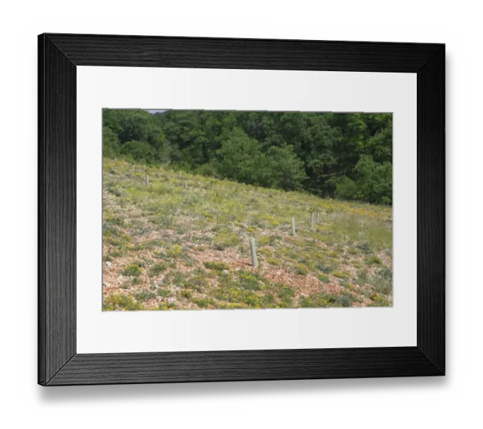 Framed Print : Newly planted oak trees in truffle orchard, Causse de Gramat, Massif Central, Lot, France, may Framed Print : Newly planted oak trees in truffle orchard, Causse de Gramat, Massif Central, Lot, France, may