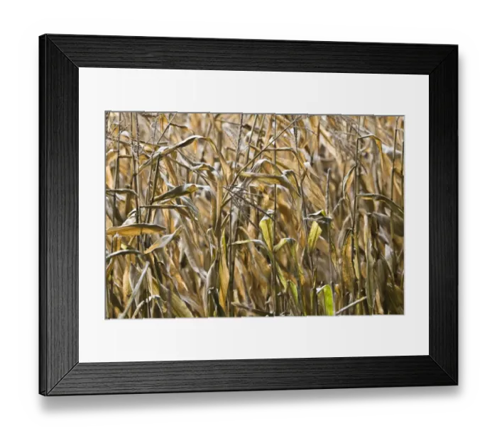 Framed Print : Maize (Zea mays) gamecover crop, for cover on pheasant shoot, Dorset, England, november Framed Print : Maize (Zea mays) gamecover crop, for cover on pheasant shoot, Dorset, England, november