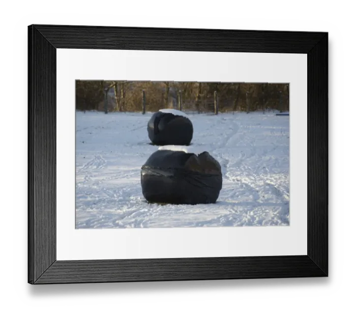 Framed Print : Big bales of silage wrapped in black plastic, in snow covered field, Shap, Cumbria, England, november Framed Print : Big bales of silage wrapped in black plastic, in snow covered field, Shap, Cumbria, England, november