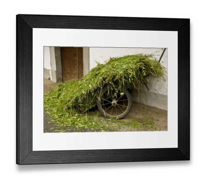 Framed Print : Cart with newly harvested flower-rich hay, in old village, Brod, Slovenia, june Framed Print : Cart with newly harvested flower-rich hay, in old village, Brod, Slovenia, june