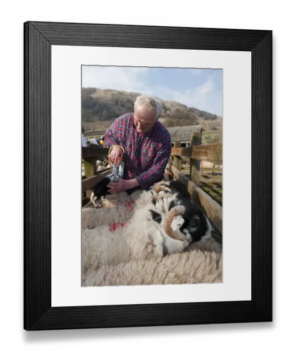 Framed Print : Sheep farming, hill farmer dosing hoggs which have returned from winter keep, Cumbria, England, march Framed Print : Sheep farming, hill farmer dosing hoggs which have returned from winter keep, Cumbria, England, march