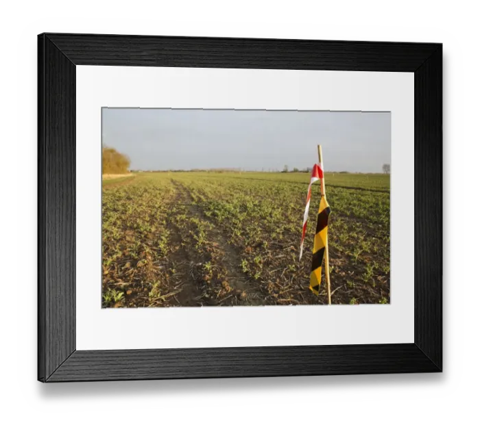 Framed Print : Streamer birdscarers in Oilseed Rape (Brassica napus) young crop, damaged by Wood Pigeon (Columba palumbus) Framed Print : Streamer birdscarers in Oilseed Rape (Brassica napus) young crop, damaged by Wood Pigeon (Columba palumbus)