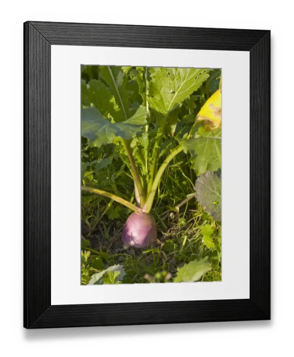 Framed Print : Turnip (Brassica rapa var. rapa) close-up of mature fodder plant growing in field, Dorset, England, october Framed Print : Turnip (Brassica rapa var. rapa) close-up of mature fodder plant growing in field, Dorset, England, october