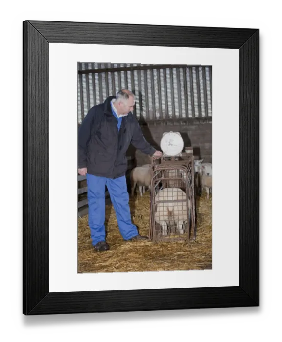 Framed Print : Sheep farming, farmer weighing Beltex lambs prior to being taken to auction mart, England, november Framed Print : Sheep farming, farmer weighing Beltex lambs prior to being taken to auction mart, England, november