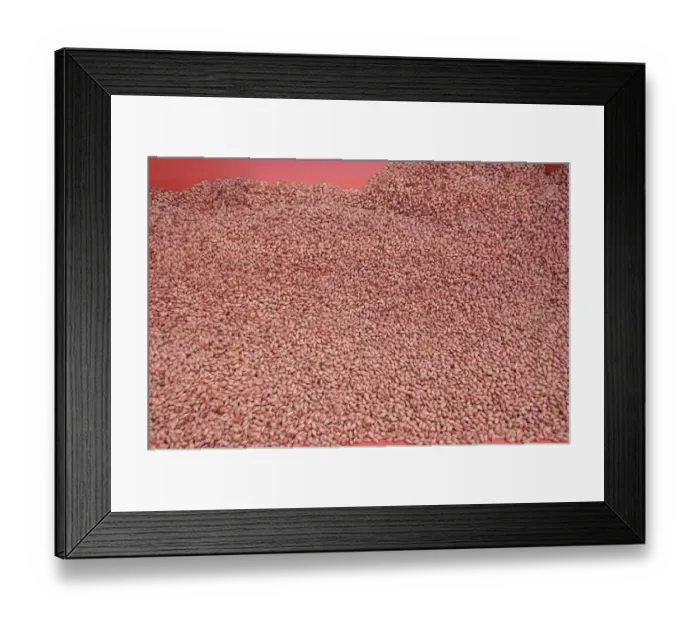 Framed Print : Close-up of Westminster spring barley seeds in seed drill hopper, Pilling, Lancashire, England, march Framed Print : Close-up of Westminster spring barley seeds in seed drill hopper, Pilling, Lancashire, England, march