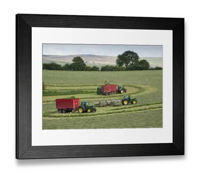 Framed Print : Forage harvesting grass for silage, forage harvester cutting grass and loading wagons, West Marton, North Yorkshire Framed Print : Forage harvesting grass for silage, forage harvester cutting grass and loading wagons, West Marton, North Yorkshire