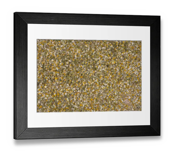 Framed Print : Chamomile, drying harvested flowers to use as tea, Spain, may Framed Print : Chamomile, drying harvested flowers to use as tea, Spain, may