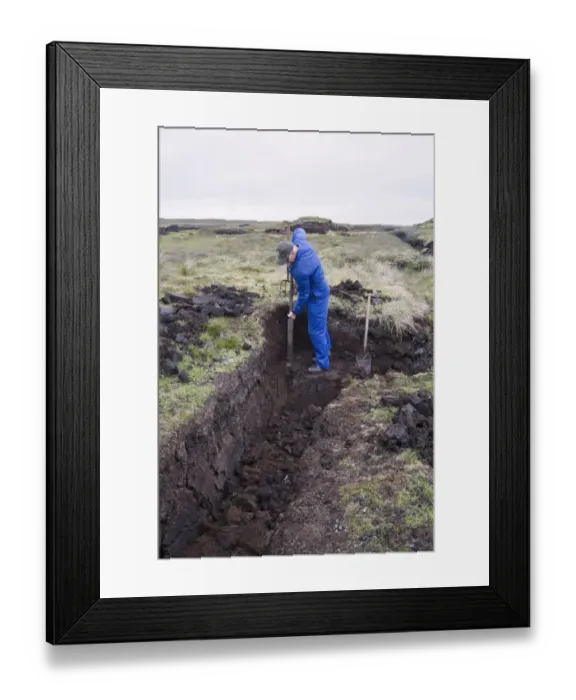 Framed Print : Peat cuttings, islander cutting seam through peat, Mainland, Shetland Islands, Scotland, june