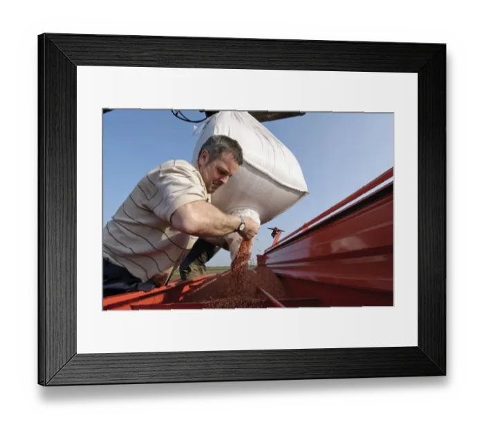 Framed Print : Farmer loading Westminster spring barley seeds into seed drill hopper, Pilling, Lancashire, England, march Framed Print : Farmer loading Westminster spring barley seeds into seed drill hopper, Pilling, Lancashire, England, march