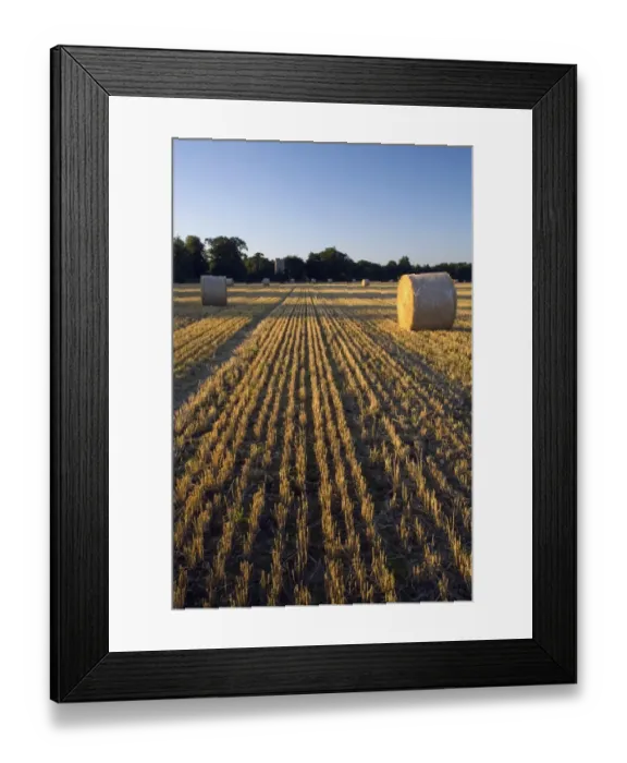 Framed Print : Big round straw bales in stubble field, in evening sunlight, Freston, Suffolk, England, august Framed Print : Big round straw bales in stubble field, in evening sunlight, Freston, Suffolk, England, august