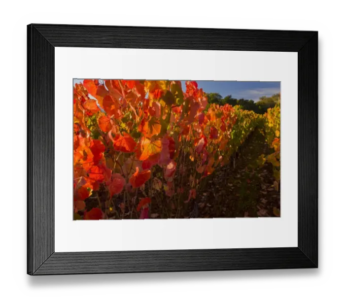 Framed Print : Vineyard on wine estate, row of grape vines with leaves in autumn colour, Napa Valley, near St Framed Print : Vineyard on wine estate, row of grape vines with leaves in autumn colour, Napa Valley, near St