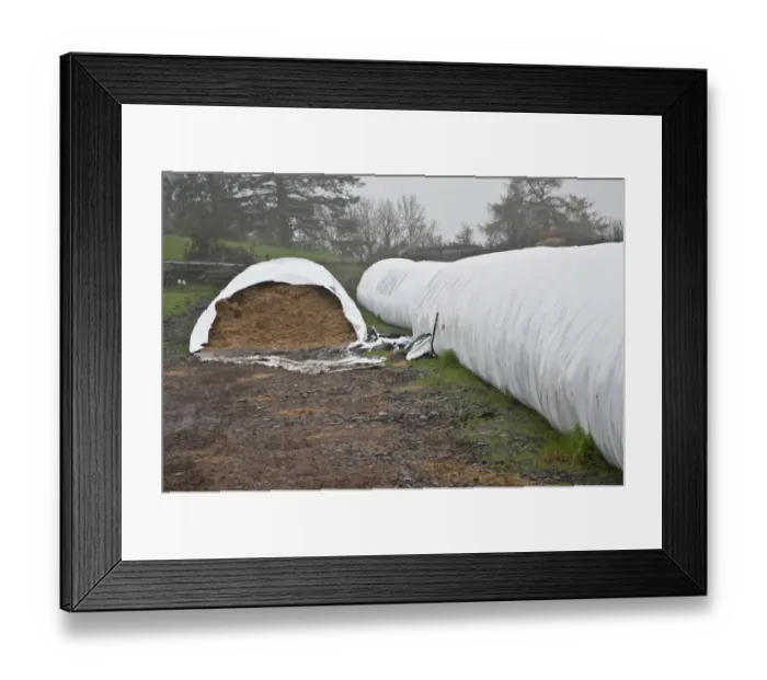 Framed Print : Silage in plastic Agbag type tube for feeding to beef cattle, Perth, Perthshire, Scotland, november Framed Print : Silage in plastic Agbag type tube for feeding to beef cattle, Perth, Perthshire, Scotland, november