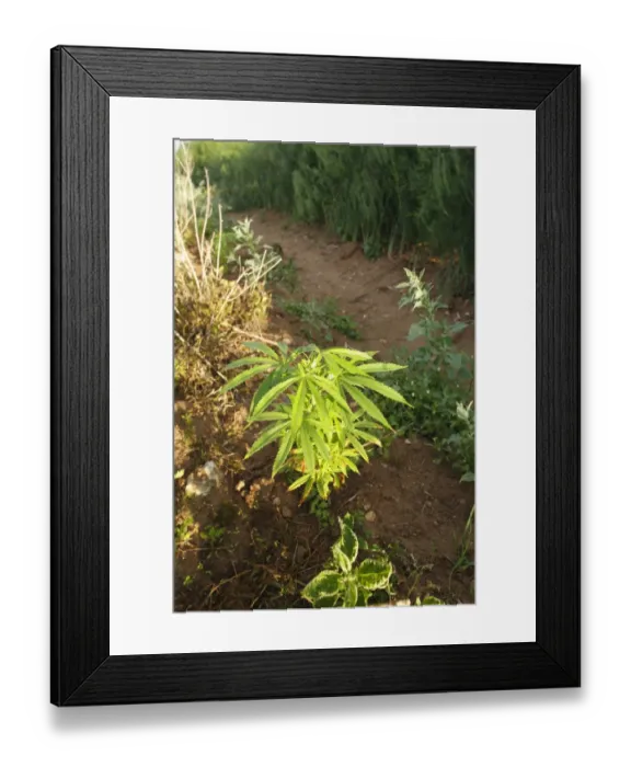Framed Print : Hemp (Cannabis sativa) growing as weed at edge of asparagus field, Leicestershire, England, july Framed Print : Hemp (Cannabis sativa) growing as weed at edge of asparagus field, Leicestershire, England, july
