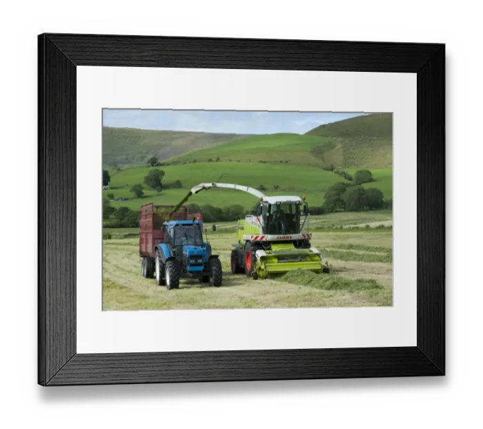 Framed Print : Forage harvesting grass for silage, forage harvester cutting grass and loading wagon, Bleasedale, Lancashire, England Framed Print : Forage harvesting grass for silage, forage harvester cutting grass and loading wagon, Bleasedale, Lancashire, England