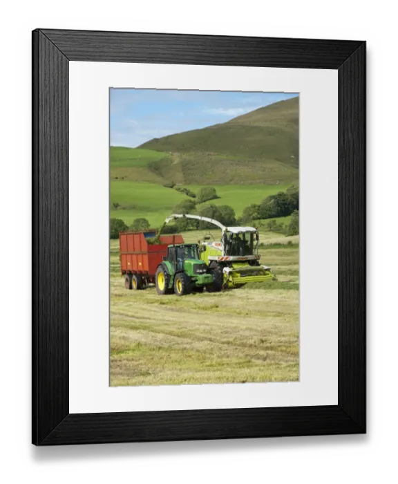 Framed Print : Forage harvesting grass for silage, forage harvester cutting grass and loading wagon, Bleasedale, Lancashire, England