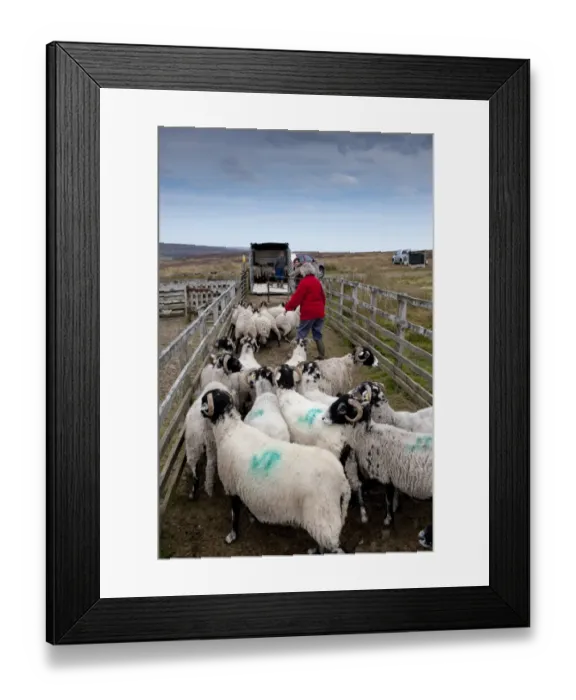 Framed Print : Sheep farming, hill farmer loading Swaledale flock from pens onto trailer after fell gather, Cumbria, England Framed Print : Sheep farming, hill farmer loading Swaledale flock from pens onto trailer after fell gather, Cumbria, England