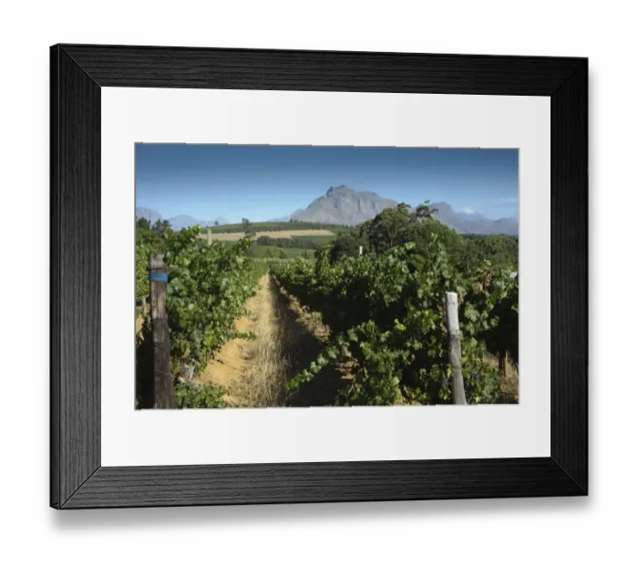 Framed Print : Vineyard on wine estate, rows of grape vines, Devon Valley, Stellenbosch, Western Cape, South Africa Framed Print : Vineyard on wine estate, rows of grape vines, Devon Valley, Stellenbosch, Western Cape, South Africa