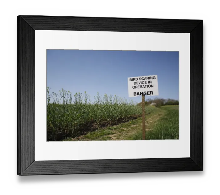 Framed Print : Bird Scaring Device in Operation, Banger sign, warning of gas-gun gas powered bird scarer Framed Print : Bird Scaring Device in Operation, Banger sign, warning of gas-gun gas powered bird scarer