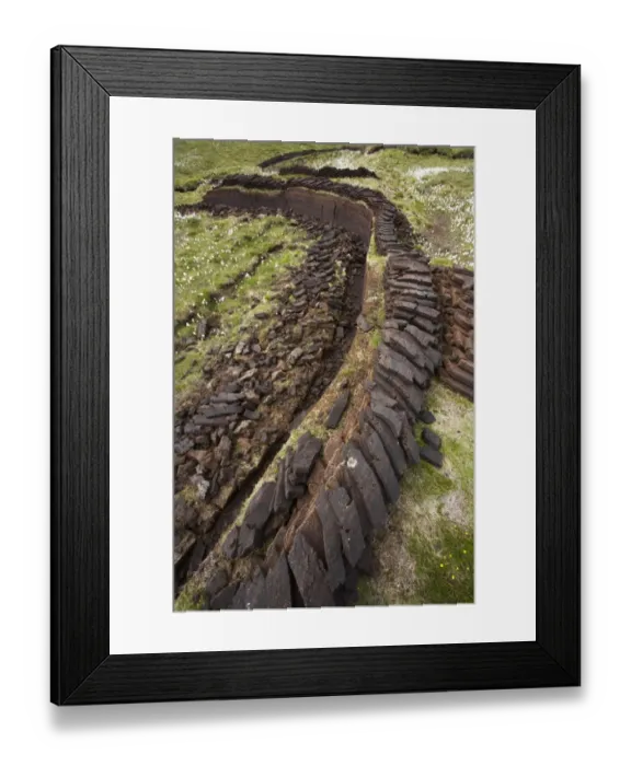 Framed Print : Peat extraction, seam cut through bog with cotton-grass, Eshaness, Mainland, Shetland, Scotland
