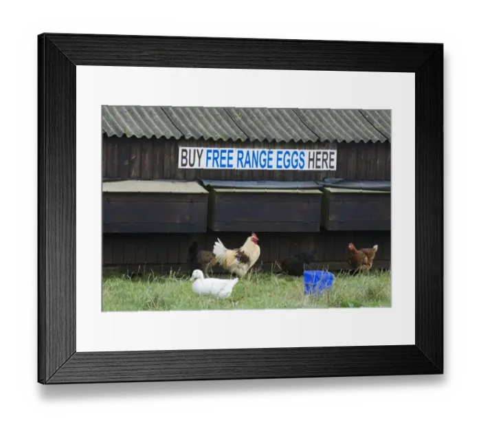 Framed Print : Free Range Eggs sign on chicken shed, with freerange chickens and duck, Cornwall, England, september Framed Print : Free Range Eggs sign on chicken shed, with freerange chickens and duck, Cornwall, England, september