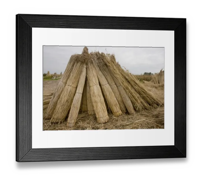 Framed Print : Reed cutting, bundles of cut reed in reedcutters yard, Hortobagy N. P. Great Plain, Eastern Hungary, october Framed Print : Reed cutting, bundles of cut reed in reedcutters yard, Hortobagy N. P. Great Plain, Eastern Hungary, october