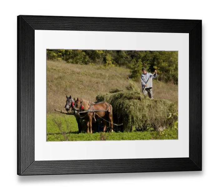 Framed Print : Farmer harvesting hay crop, loading horse and cart, near Saxon village of Mureni, Transylvania, Romania, october Framed Print : Farmer harvesting hay crop, loading horse and cart, near Saxon village of Mureni, Transylvania, Romania, october