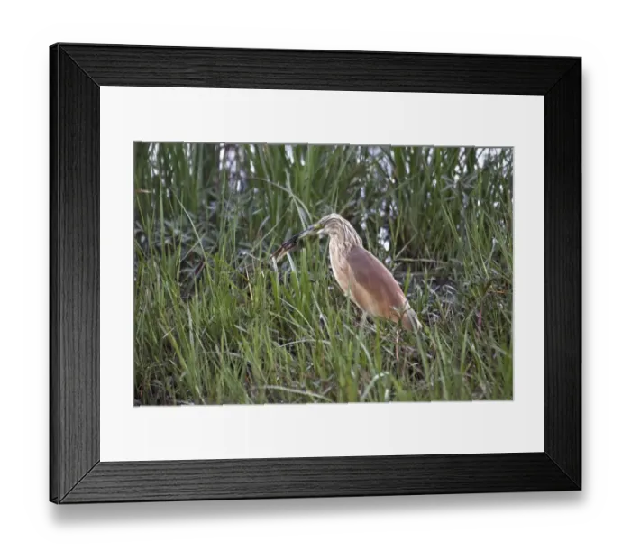 Framed Print : Squacco Heron in breeding plumage. just caught a tadpole. This is a stocky species with a short neck Framed Print : Squacco Heron in breeding plumage. just caught a tadpole. This is a stocky species with a short neck
