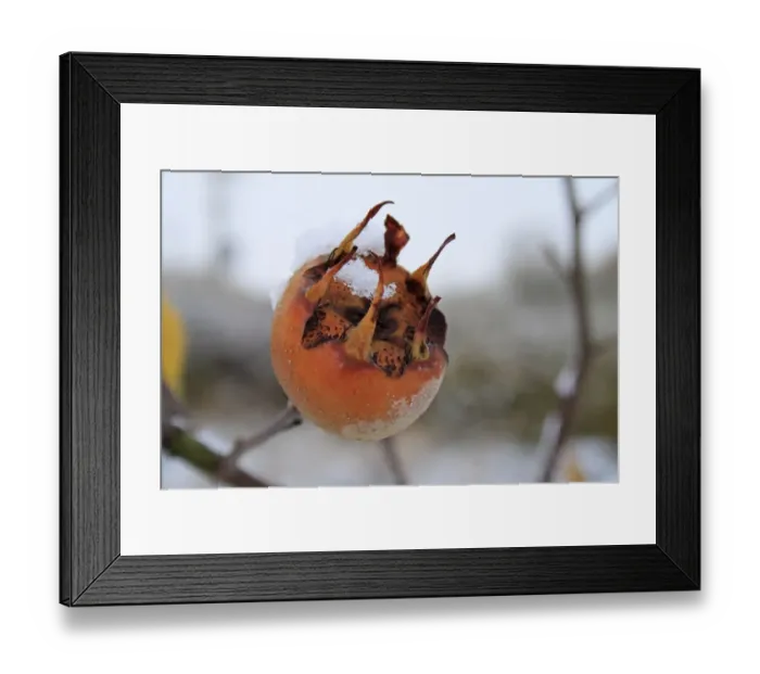 Framed Print : Medlar (Mespilus germanica) close-up of frost and snow covered fruit, in garden, Suffolk, England, november Framed Print : Medlar (Mespilus germanica) close-up of frost and snow covered fruit, in garden, Suffolk, England, november