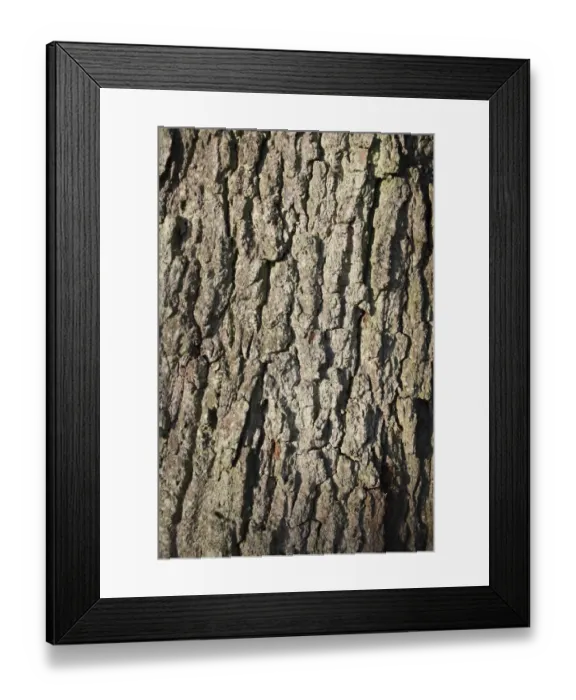 Framed Print : Common Oak (Quercus robur) close-up of bark, Suffolk, England, october Framed Print : Common Oak (Quercus robur) close-up of bark, Suffolk, England, october