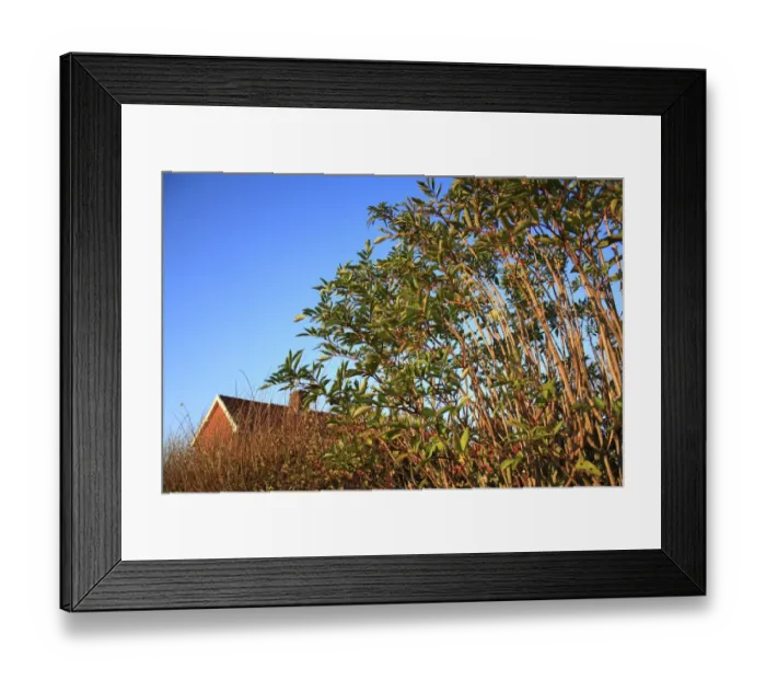 Framed Print : Elder (Sambucus nigra) habit, growing in hedgerow beside house, Bacton, Suffolk, England, november Framed Print : Elder (Sambucus nigra) habit, growing in hedgerow beside house, Bacton, Suffolk, England, november