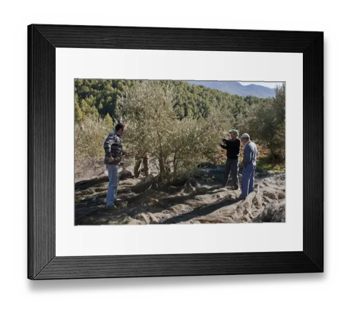 Framed Print : Olive (Olea europea) grove, men harvesting fruit, near Yeste, Castilla la Mancha, Spain, december Framed Print : Olive (Olea europea) grove, men harvesting fruit, near Yeste, Castilla la Mancha, Spain, december