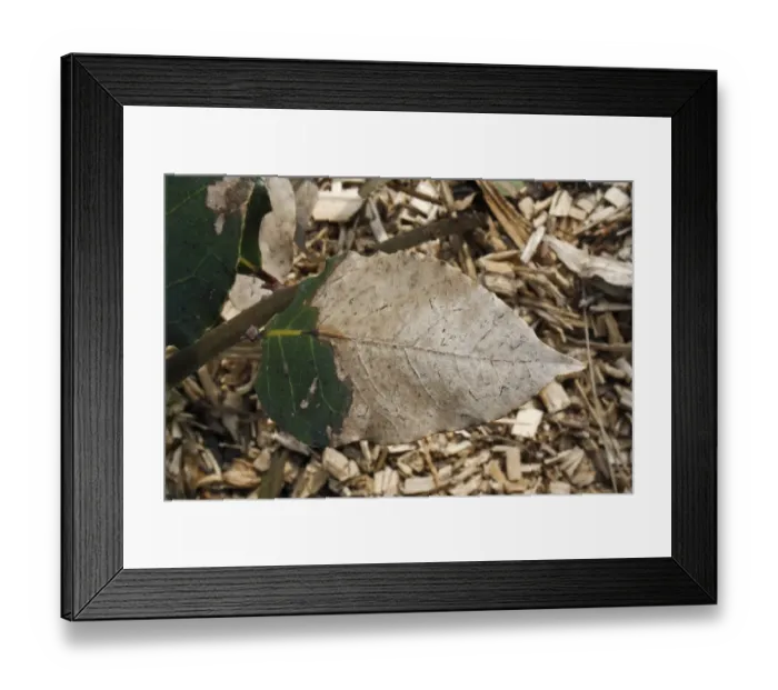 Framed Print : Sweet Bay (Laurus nobilis) close-up of frost damaged leaf, in garden, Suffolk, England, march Framed Print : Sweet Bay (Laurus nobilis) close-up of frost damaged leaf, in garden, Suffolk, England, march