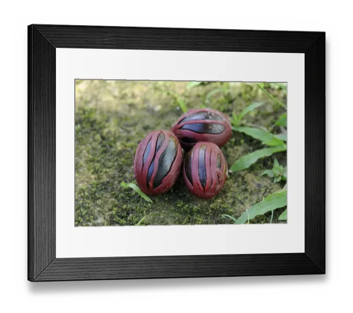 Framed Print : Nutmeg (Myristica fragrans) seeds with Mace (outer aril) attached, Trinidad, Trinidad and Tobago Framed Print : Nutmeg (Myristica fragrans) seeds with Mace (outer aril) attached, Trinidad, Trinidad and Tobago