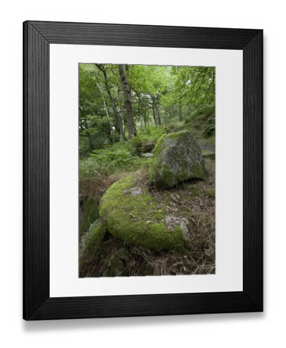 Framed Print : Rocks in deciduous woodland habitat, Padley Woods, Padley Gorge, Peak District, Derbyshire, England, july Framed Print : Rocks in deciduous woodland habitat, Padley Woods, Padley Gorge, Peak District, Derbyshire, England, july