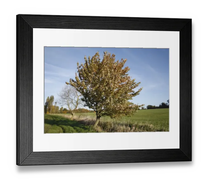 Framed Print : Wild Cherry (Prunus avium) habit, growing at edge of field in arable farmland, Wickham Skeith, Suffolk, England
