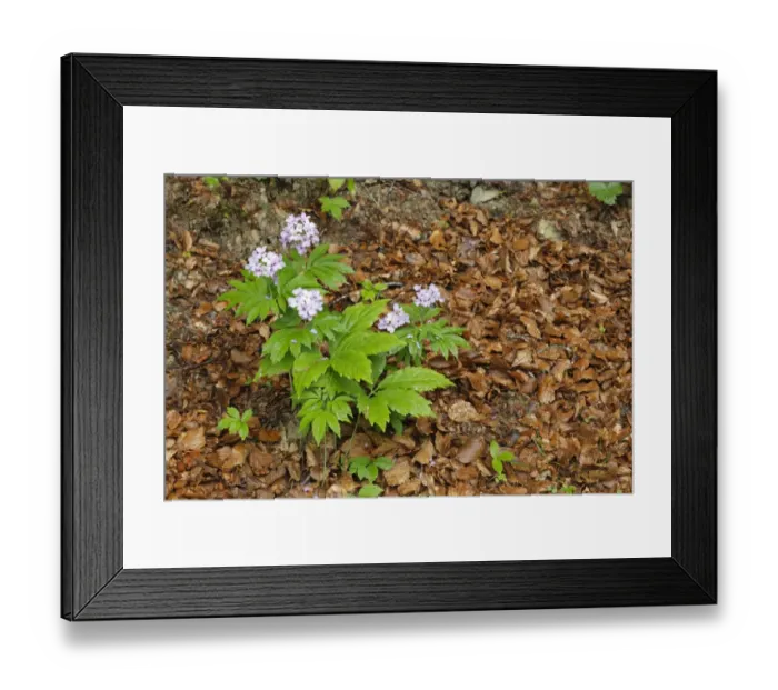 Framed Print : Seven-leaved Bittercress (Cardamine heptaphylla) flowering, growing in beech woodland, Pyrenees, Ariege, France, may