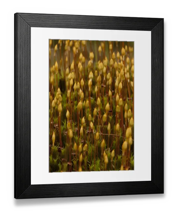Framed Print : Maiden Hair Moss (Polytrichum commune) fruiting capsules, growing in peat bog, Derbyshire, England, april Framed Print : Maiden Hair Moss (Polytrichum commune) fruiting capsules, growing in peat bog, Derbyshire, England, april