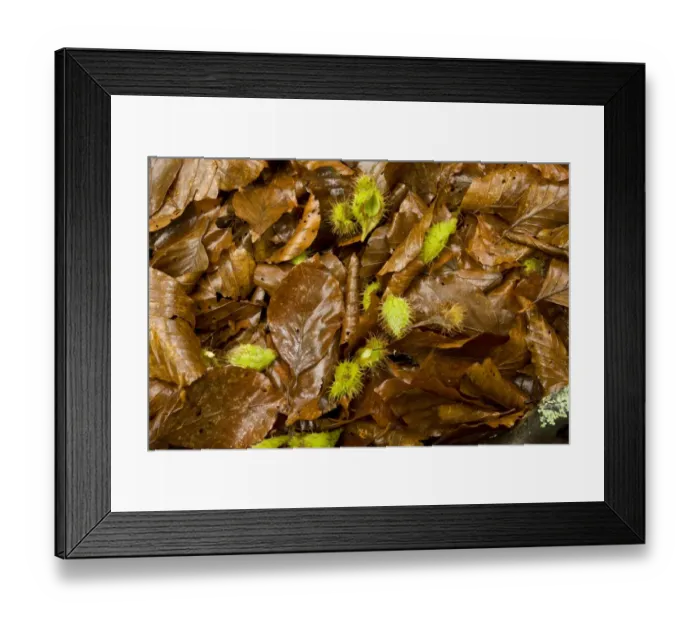 Framed Print : Common Beech (Fagus sylvatica) fallen mast and leaves, on woodland floor, Slovenia, june Framed Print : Common Beech (Fagus sylvatica) fallen mast and leaves, on woodland floor, Slovenia, june