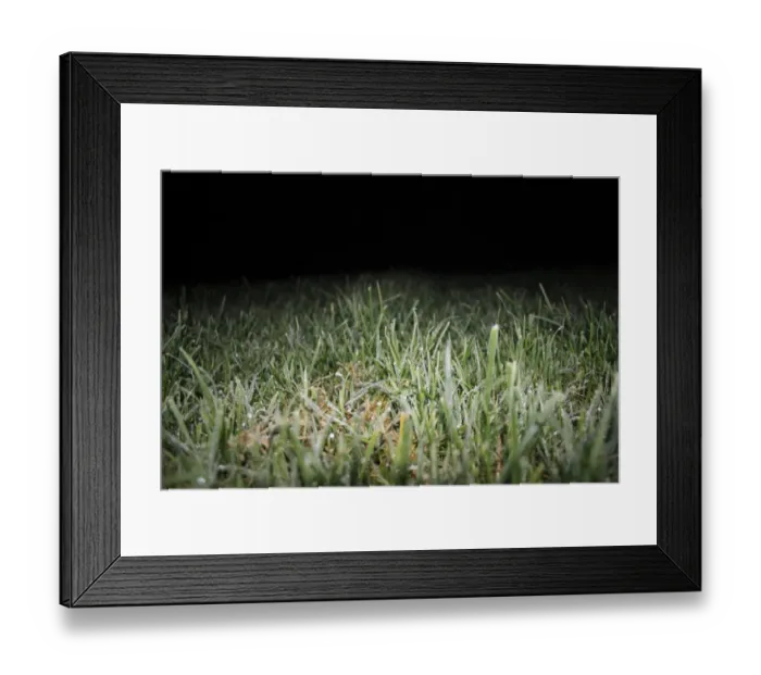Framed Print : Frost forming on garden lawn at night, Suffolk, England, november Framed Print : Frost forming on garden lawn at night, Suffolk, England, november