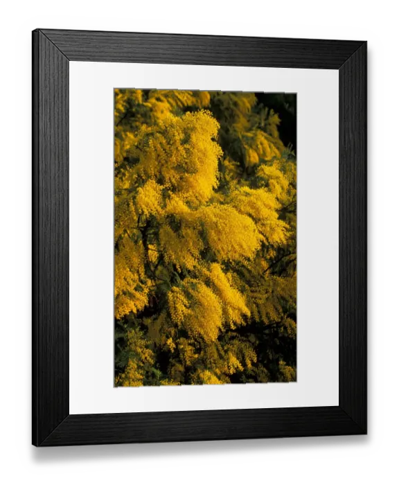 Framed Print : Mimosa (Acacia dealbata) Flowers Framed Print : Mimosa (Acacia dealbata) Flowers