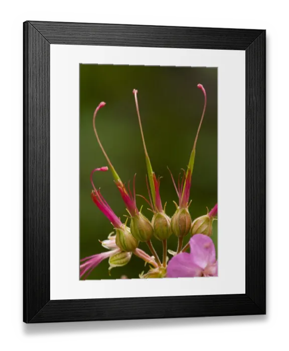 Framed Print : Bigroot Cranesbill (Geranium macrorrhizum) close-up of flowers and fruit, Slovenia, june