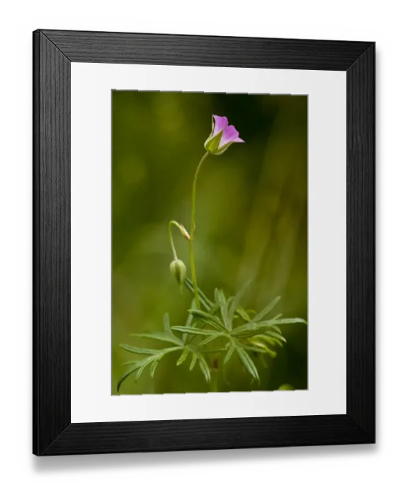 Framed Print : Long-stalked Cranesbill (Geranium columbinum) flowering, Slovenia, june