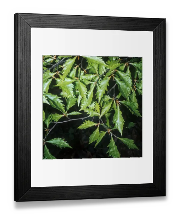 Framed Print : Tree - Beech Fernleaf(fagus sylvatica asplenifolia) close-up of leaves on branch Framed Print : Tree - Beech Fernleaf(fagus sylvatica asplenifolia) close-up of leaves on branch
