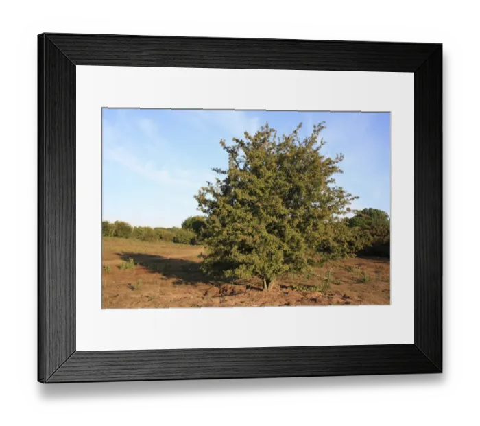 Framed Print : Common Hawthorn (Crataegus monogyna) habit, growing in lowland heathland reserve, Wortham Ling, Upper Waveney Valley Framed Print : Common Hawthorn (Crataegus monogyna) habit, growing in lowland heathland reserve, Wortham Ling, Upper Waveney Valley