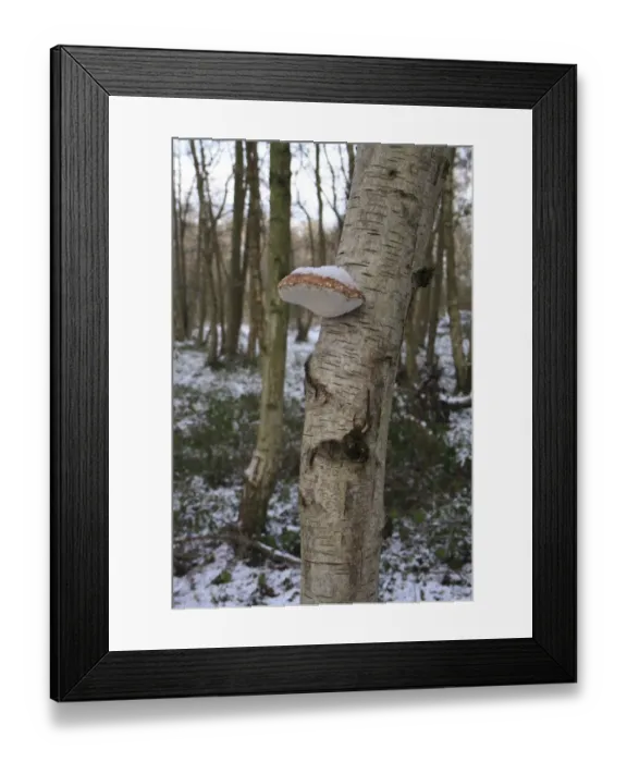 Framed Print : Birch Polypore (Piptoporus betulinus) fruiting body, growing on Silver Birch (Betula pendula) trunk Framed Print : Birch Polypore (Piptoporus betulinus) fruiting body, growing on Silver Birch (Betula pendula) trunk