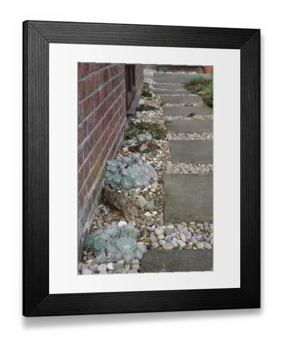 Framed Print : Houseleek (Sempervivum sp. ) growing in gravel, beside garden path with concrete slabs, Suffolk, England, october Framed Print : Houseleek (Sempervivum sp. ) growing in gravel, beside garden path with concrete slabs, Suffolk, England, october